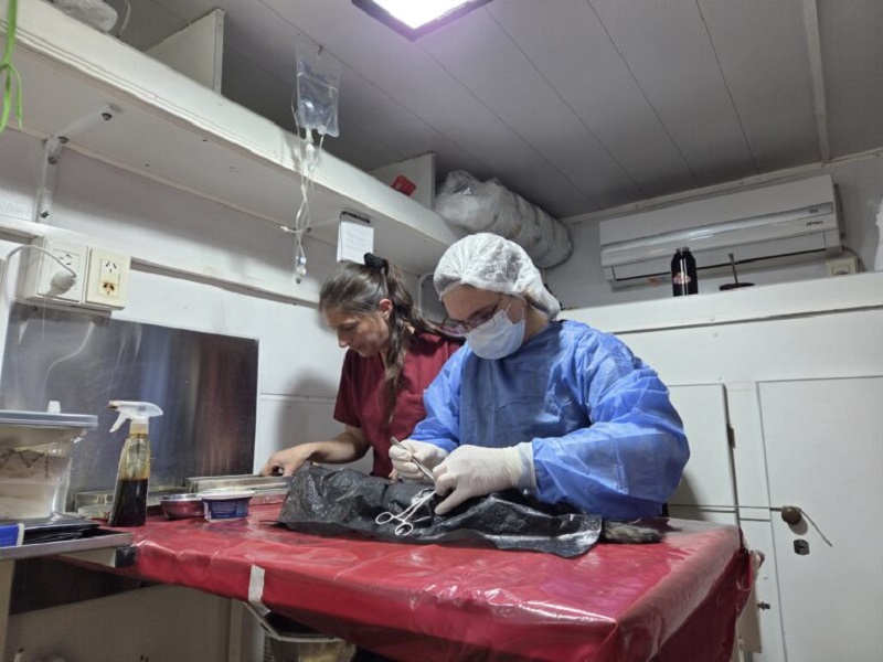 Con quirófano renovado, Zoonosis volvió a los barrios y suma elogios de vecinos