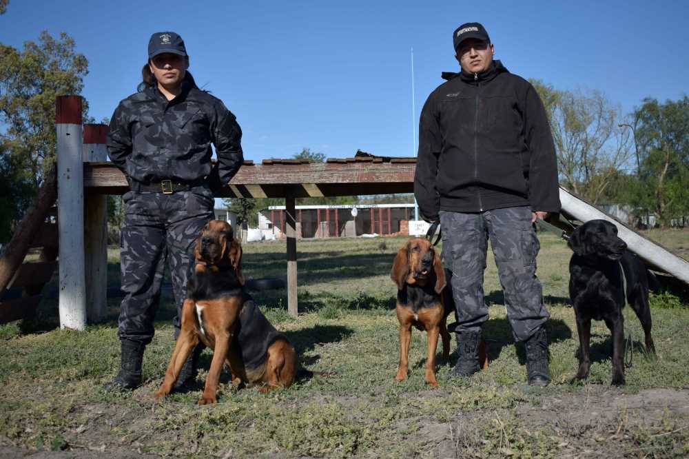 División de Canes de la Policía de Viedma: un trabajo de vocación y especialización