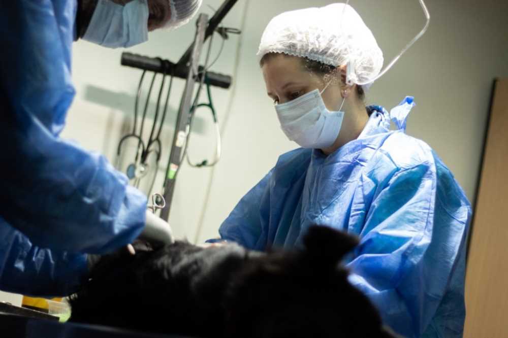 Siguen las esterilizaciones gratuitas para canes y felinos en Sanidad Animal