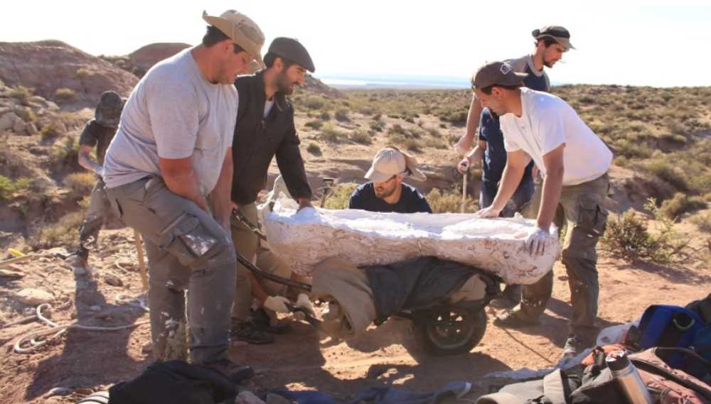 Descubren fósiles de un dinosaurio carnívoro gigante en Río Negro