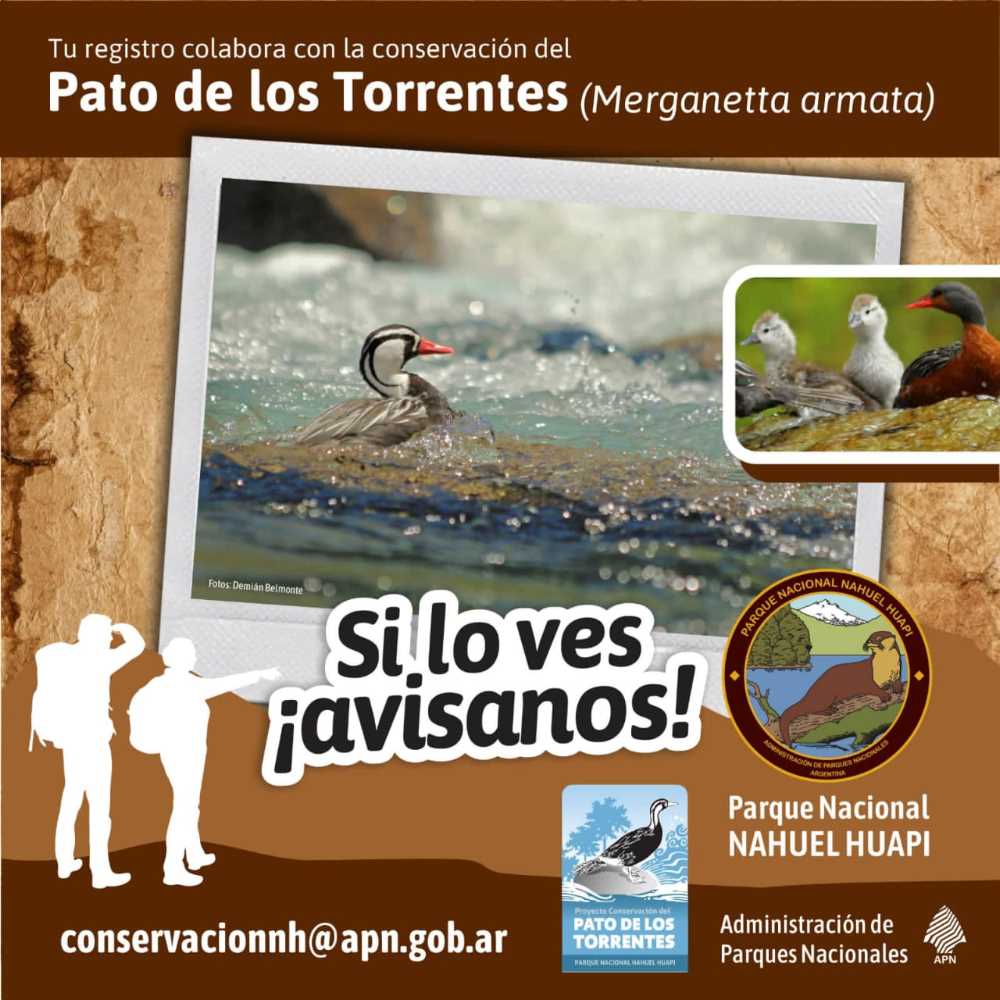 Pato de Torrentes