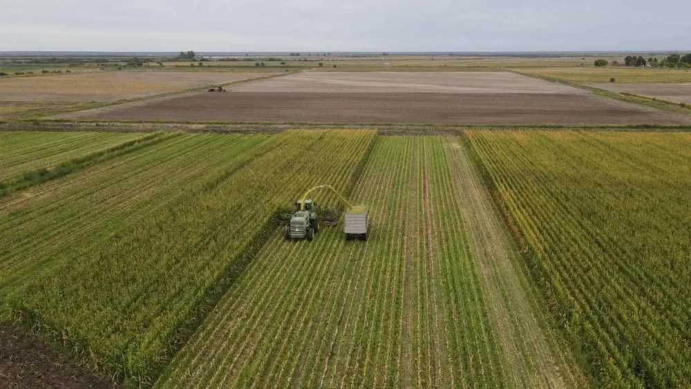 La agricultura aportó U$S 150 millones a la economía rionegrina en 2024