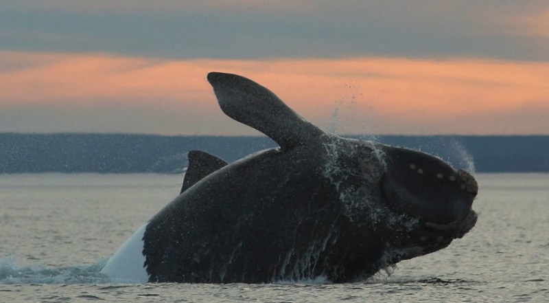 Impulsan la conservación de áreas marinas protegidas de Río Negro