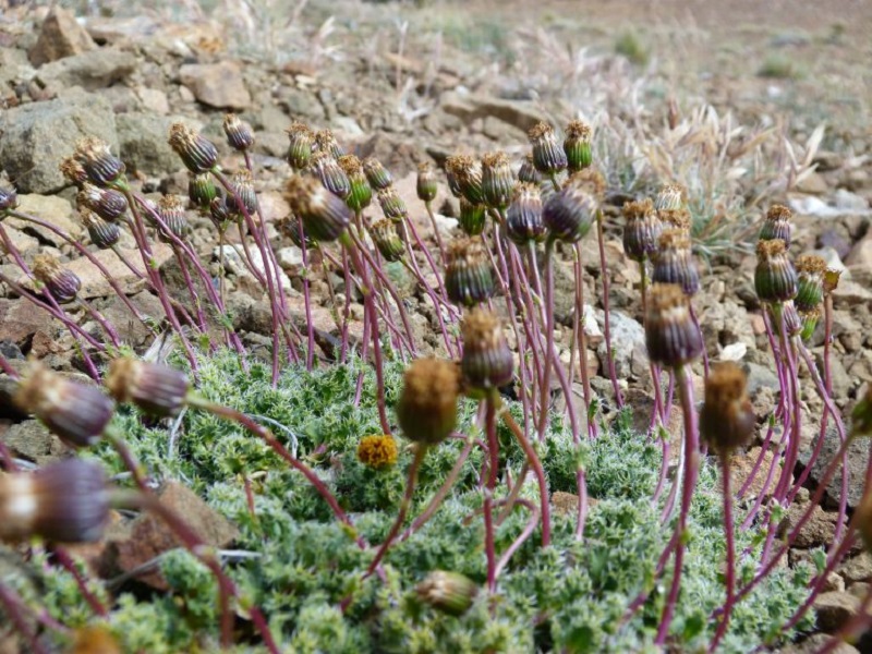 Conservación del senecio del cerro Carbón: Control de pinos en su área de distribución