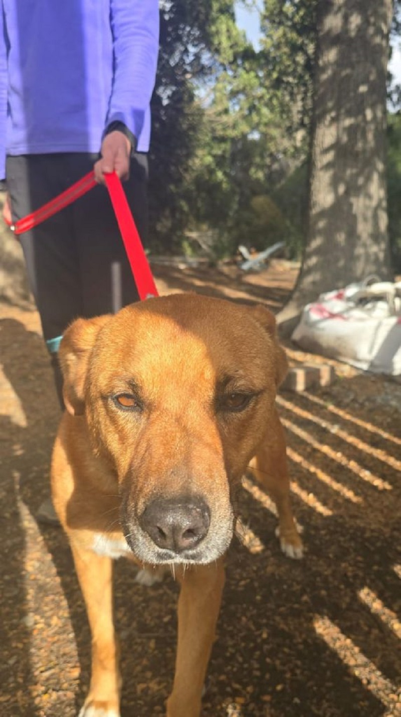 Un Corazón Que Elige Adoptar: La Emocionante Historia de Florencia y Mauro