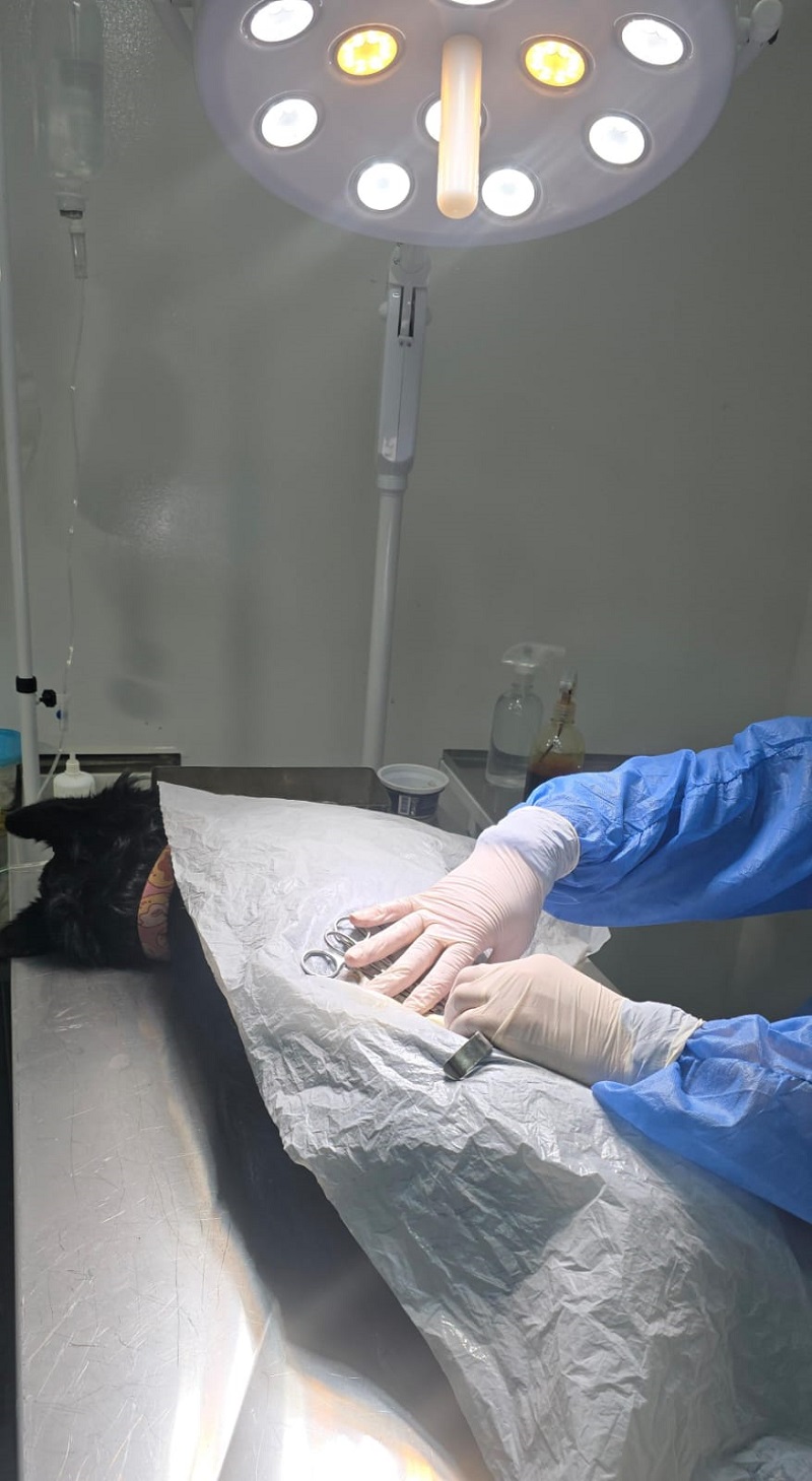 Esterilización gratuita de perros y gatos