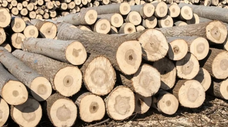 Impulso a la madera: más viviendas, más empleo y menos impacto