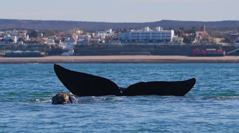 Municipios de la Costa promocionan la temporada de Avistaje de Fauna Marina
