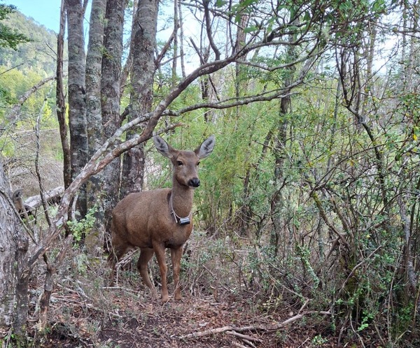 Primer Seminario Taller por el Repoblamiento del Huemul en Huilo Huilo