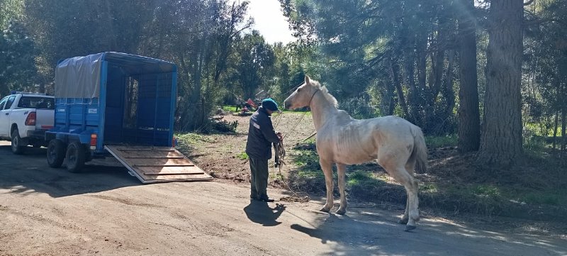 Caballos sueltos en km 1 y km 13: intervención del equipo de Sanidad Animal