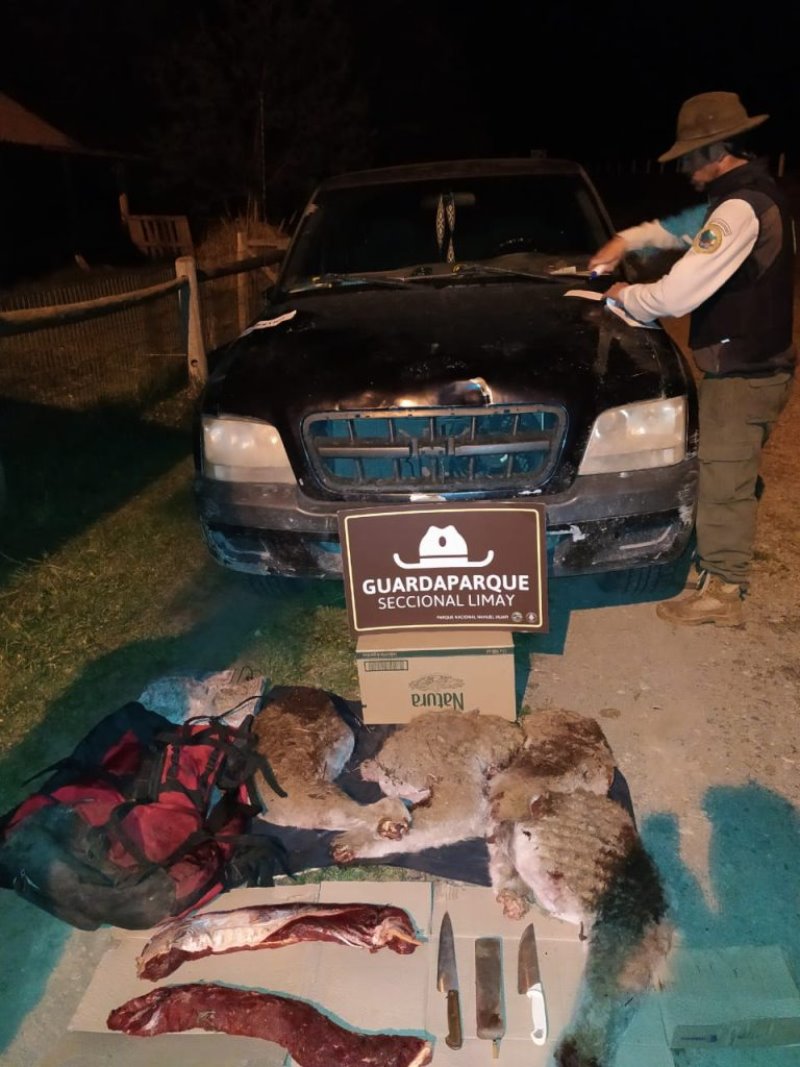 Operativo conjunto detiene a personas por caza ilegal de guanaco en la zona del río Limay