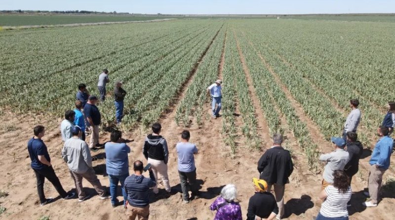Jornada de Ajo: Río Negro fortalece la horticultura en los valles irrigados