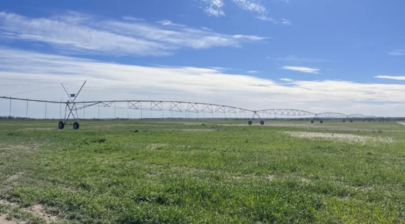 La llegada de colonia menonita fortalece el desarrollo rural en Río Negro