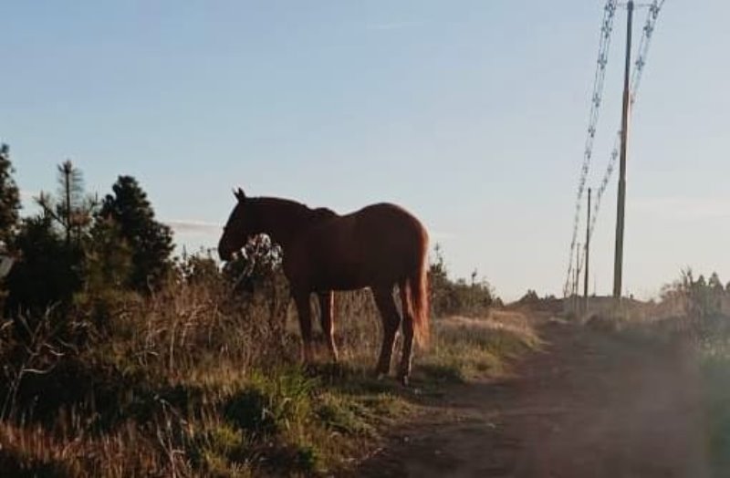 Capturaron un caballo suelto en Circunvalación y advierten por la tenencia responsable