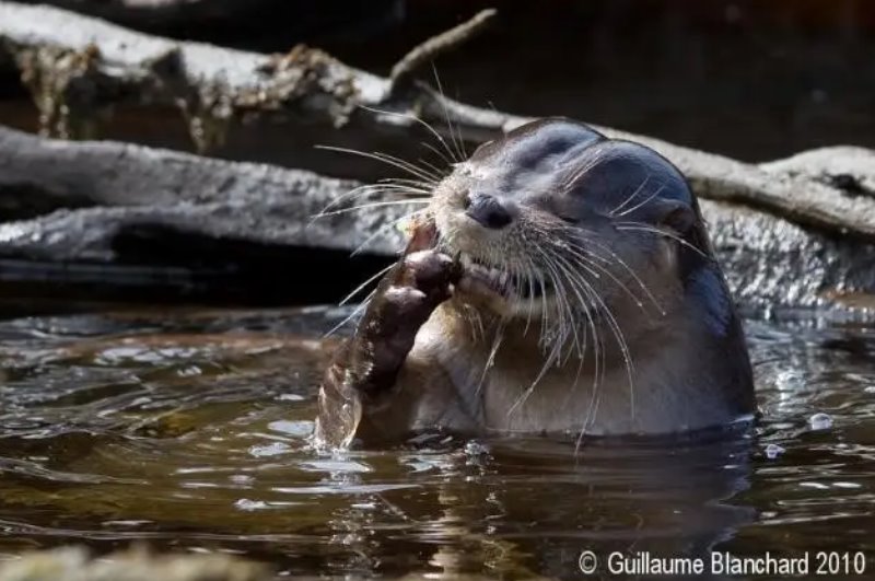 CONVOCATORIA A VOLUNTARIADO: Proyecto de Conservación del huillín